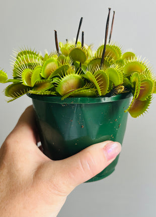 Venus Fly Trap 'Big Mouth'