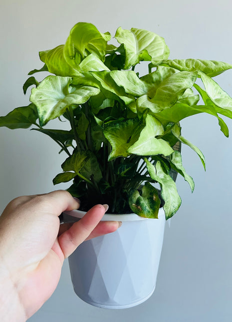 Syngonium - White Butterfly