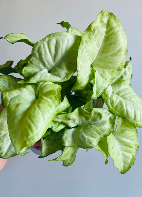 Syngonium - White Butterfly