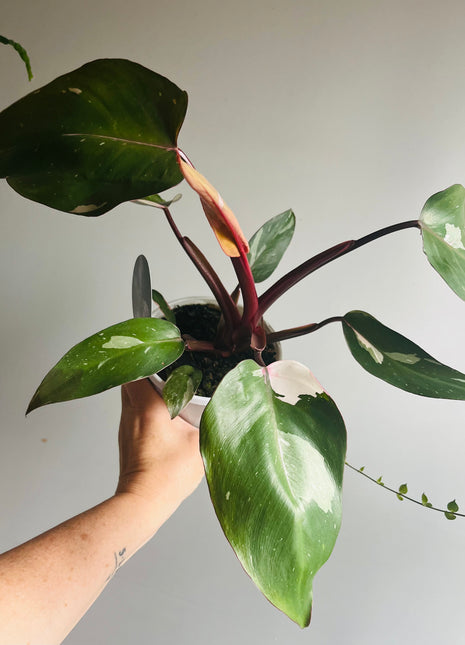 Philodendron 'Pink Princess'