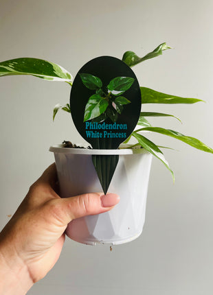 Philodendron erubescens ‘White Princess’