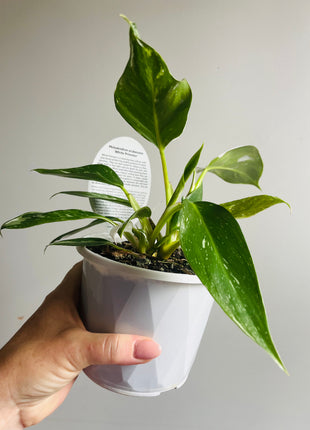 Philodendron erubescens ‘White Princess’