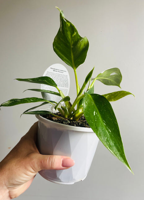 Philodendron erubescens ‘White Princess’