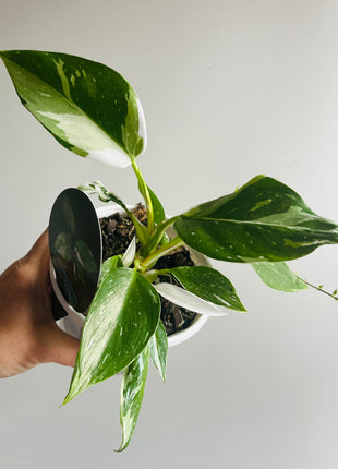 Philodendron erubescens ‘White Princess’