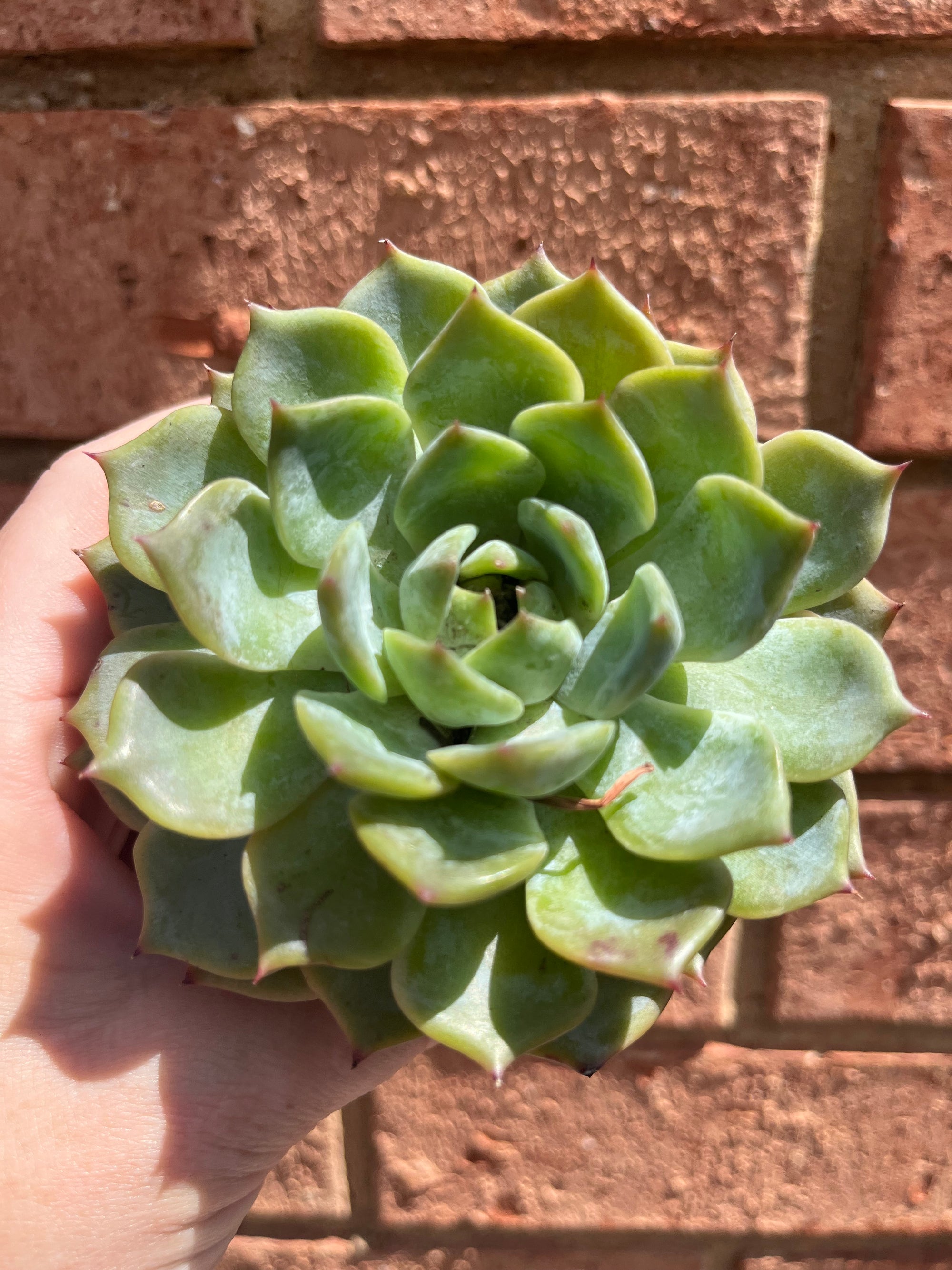 Echeveria 'Caroline'