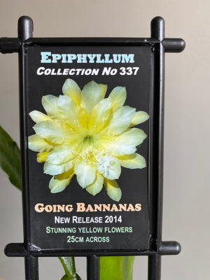 Epiphyllum 'The Orchid Cactus' - Going Bananas Collection No. 337