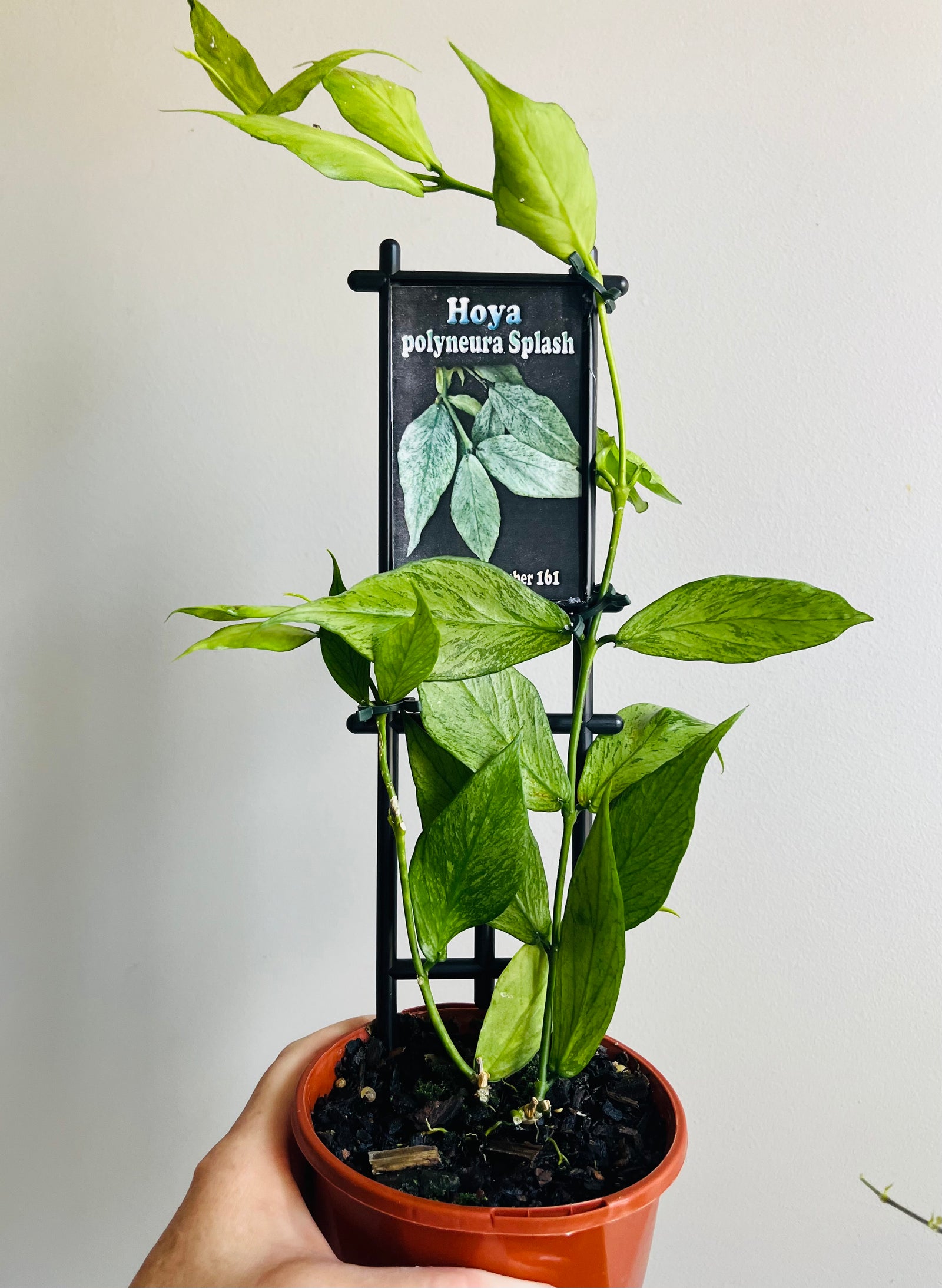 Hoya - Polyneura Splash - Collection No. 161