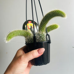 Collection image for: Cacti