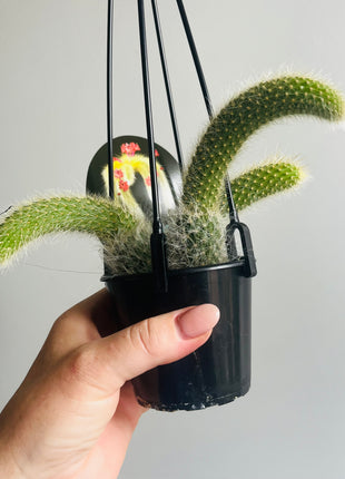 Cleistocactus (Hildewintera) coldemononis - Monkey Tail Cactus