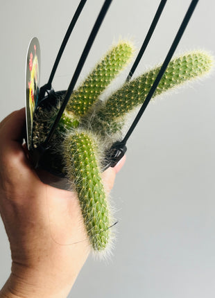 Cleistocactus (Hildewintera) coldemononis - Monkey Tail Cactus