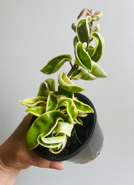 Hoya - Indian Rope Outside Variegate Collection No. 2.2