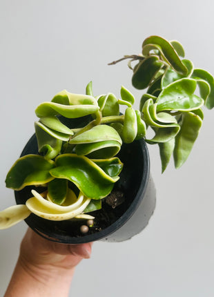 Hoya - Indian Rope Outside Variegate Collection No. 2.2