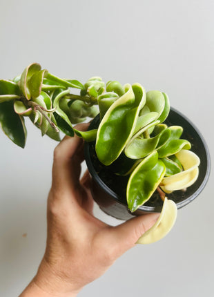 Hoya - Indian Rope Outside Variegate Collection No. 2.2