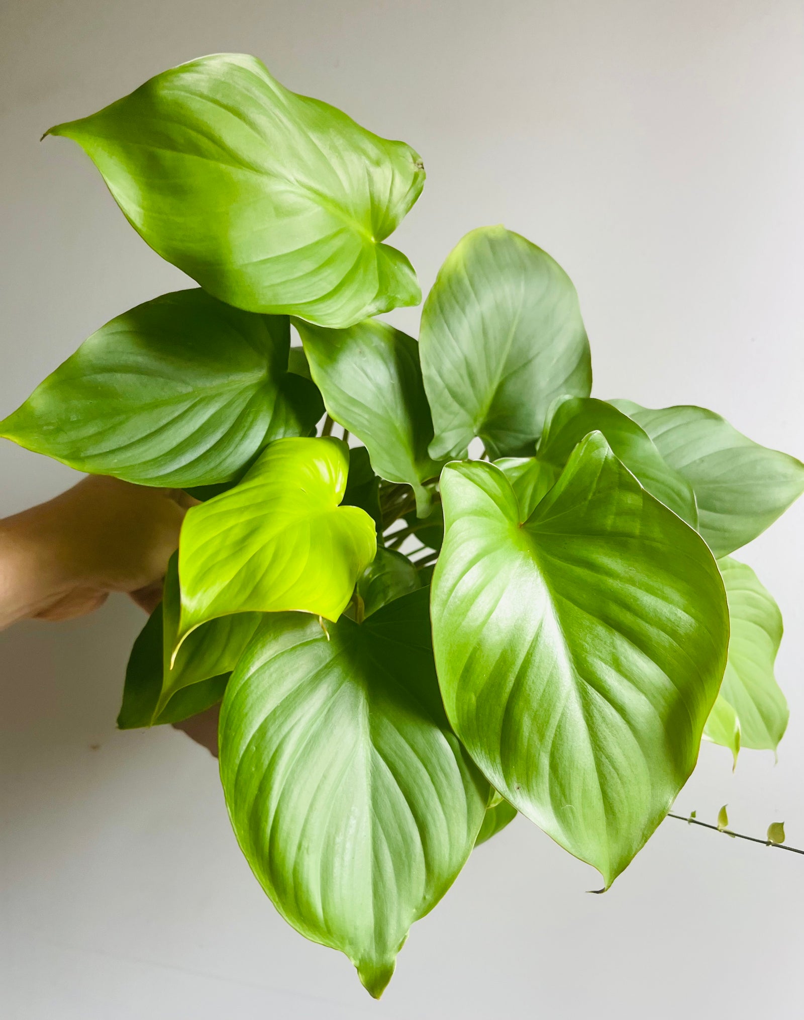 Homalomena rubescens - Maggy