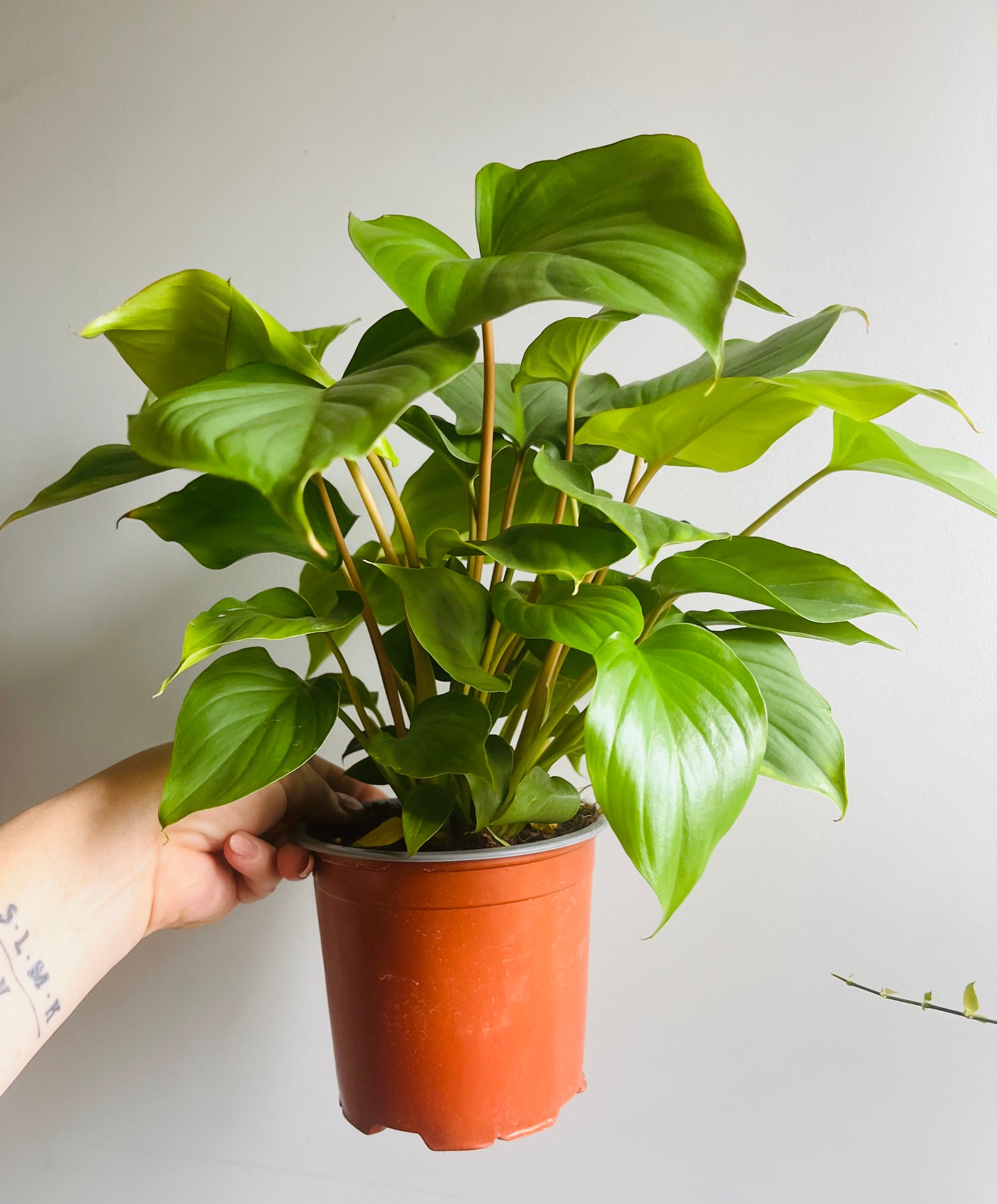 Homalomena rubescens - Maggy