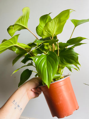 Homalomena rubescens - Maggy