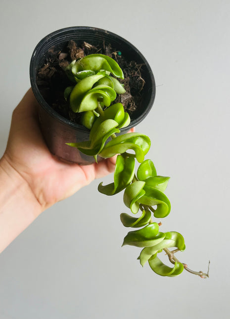 Hoya - Indian Rope Collection No. 2