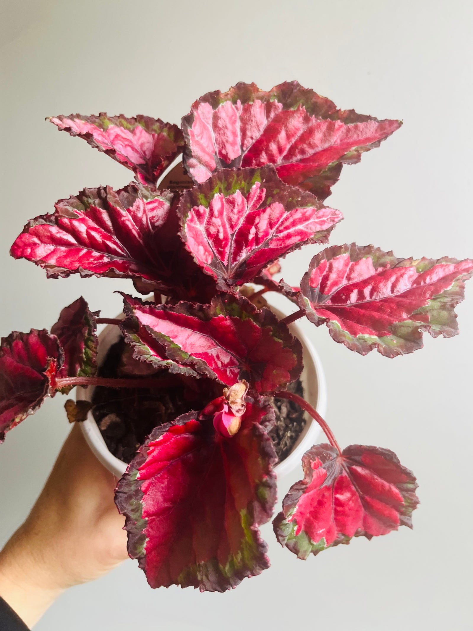 Begonia rex - Inca Night
