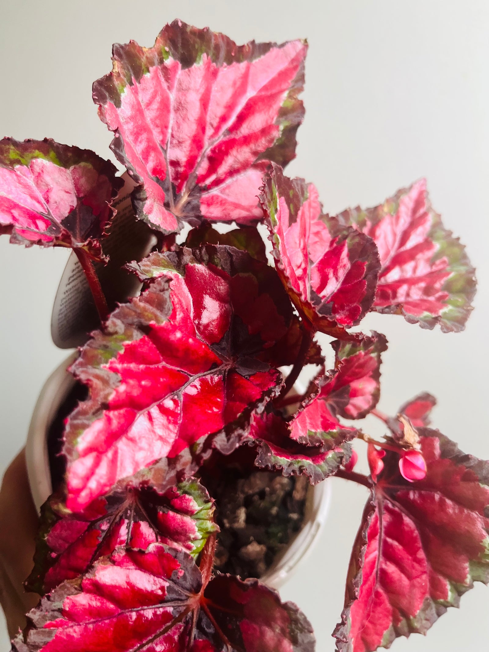 Begonia rex - Inca Night