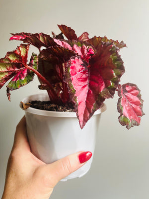 Begonia rex - Inca Night