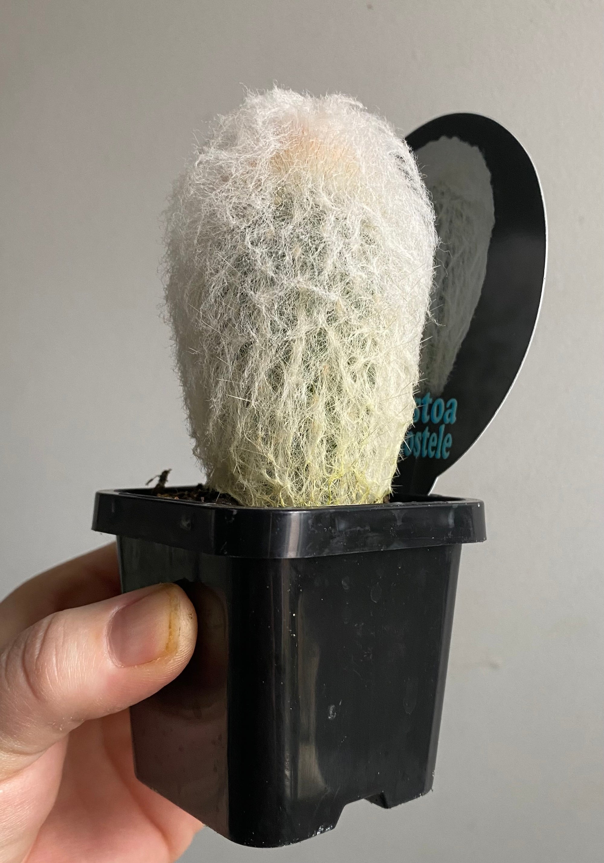 Espostoa melanostele - Peruvian Old Lady Cactus