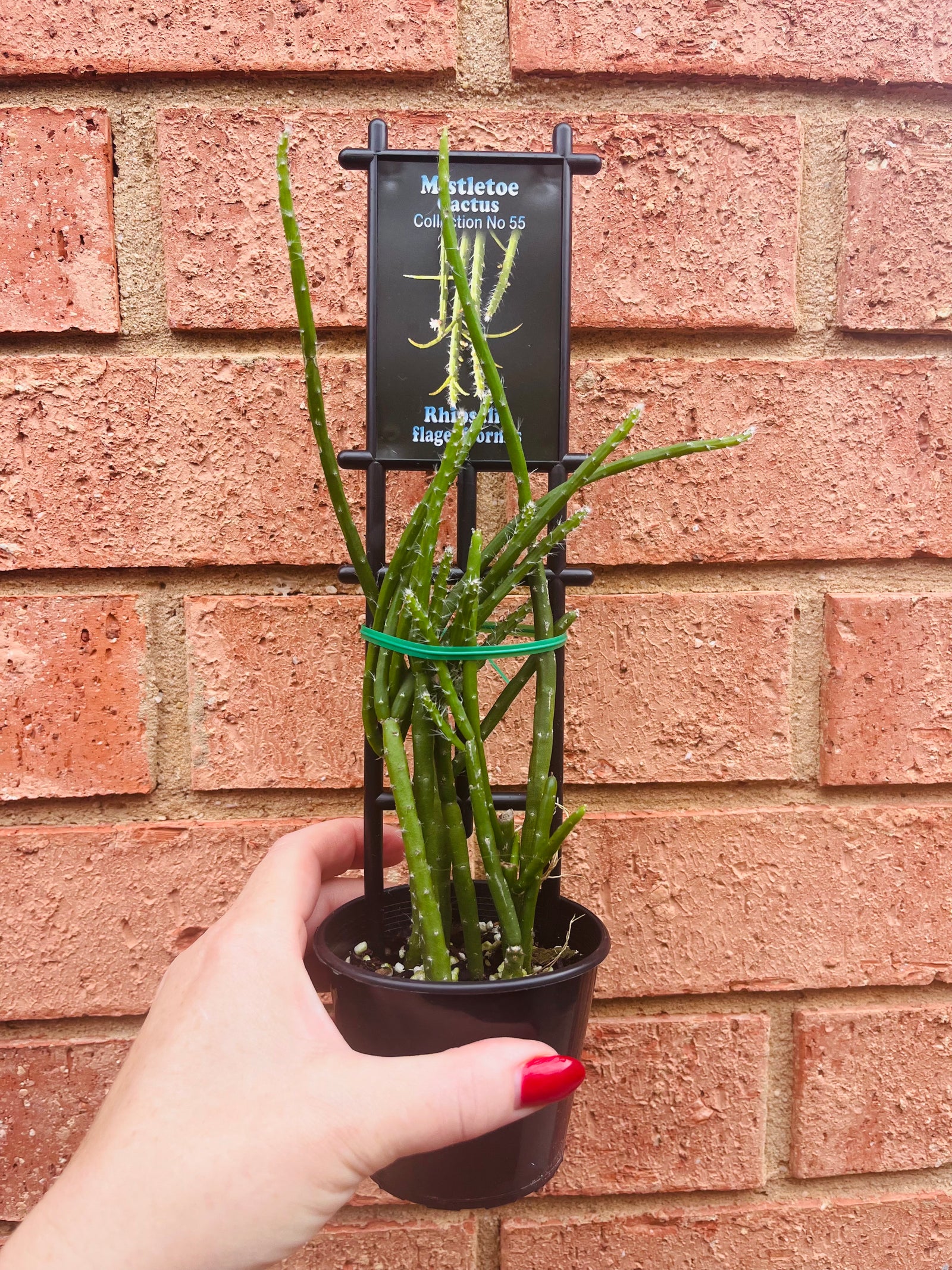 Rhipsalis flagelliformis - Mistletoe Cactus Collection No. 55