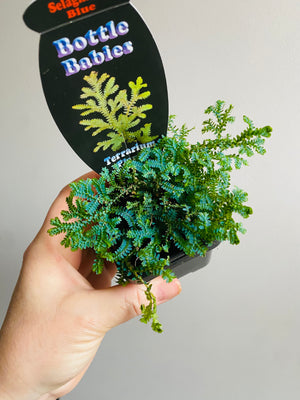 Selaginella uncinata - Blue 'Peacock Moss'