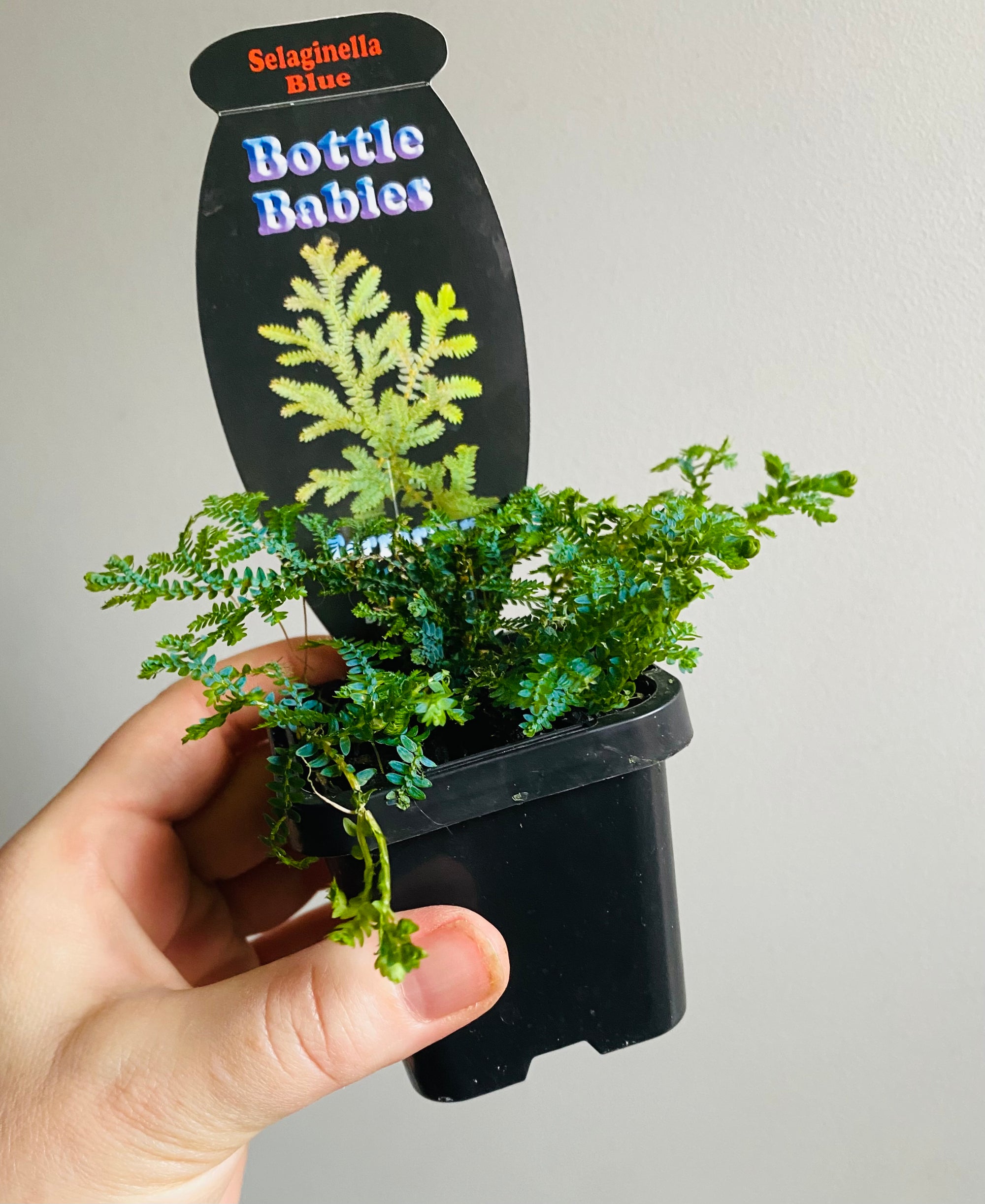 Selaginella uncinata - Blue 'Peacock Moss'