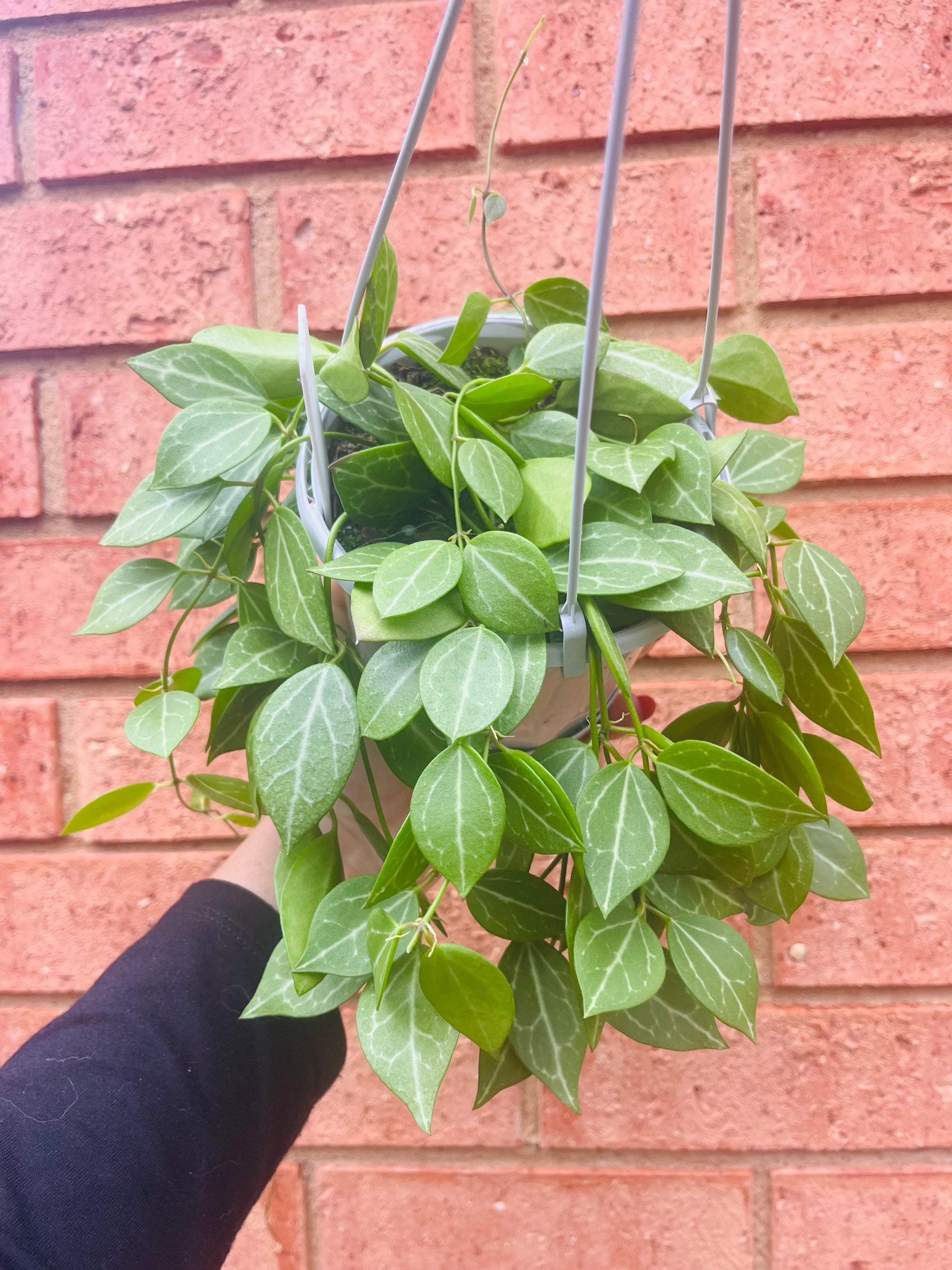 Dischidia ovata - Watermelon Dischidia