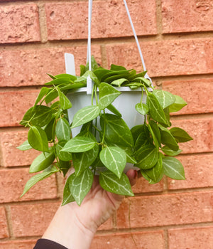 Dischidia ovata - Watermelon Dischidia