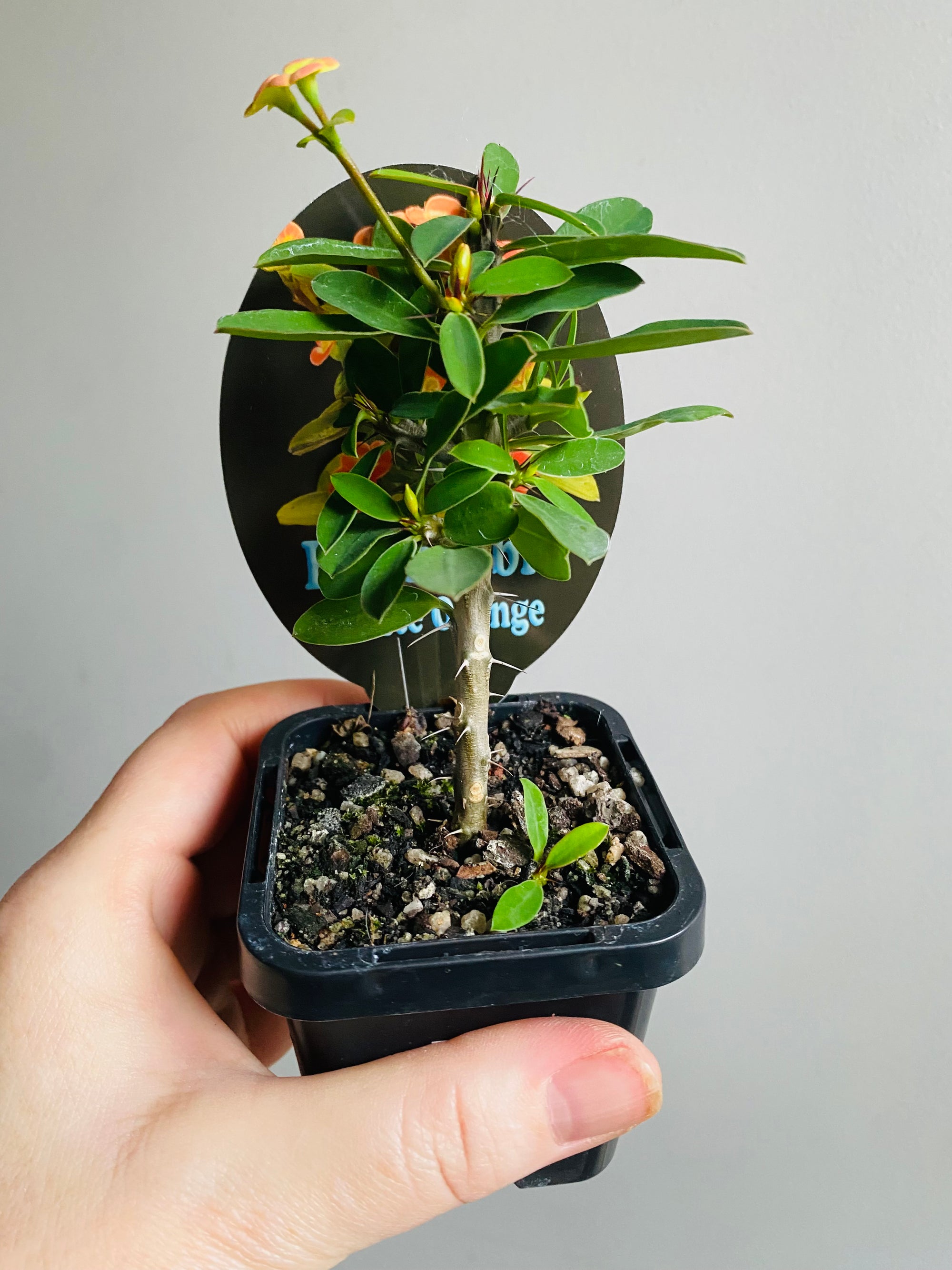 Euphorbia millii (Crown of Thorns) 'Petite Orange'