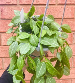 Dischidia ovata - Watermelon Dischidia