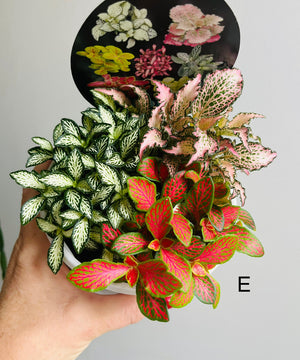 Fittonia - Tri Pots