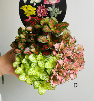 Fittonia - Tri Pots