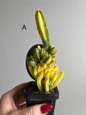 Cereus Fairy Castle variegata