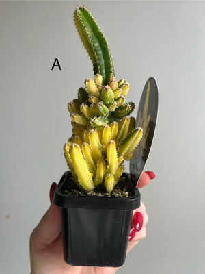 Cereus Fairy Castle variegata