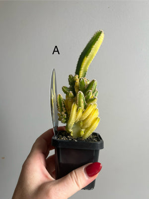 Cereus Fairy Castle variegata