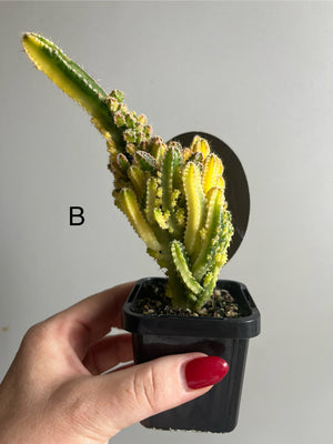 Cereus Fairy Castle variegata