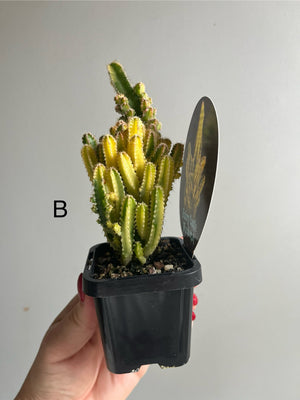 Cereus Fairy Castle variegata