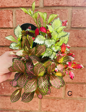 Fittonia - Tri Pots