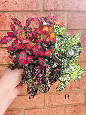 Fittonia - Tri Pots