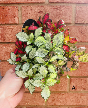 Fittonia - Tri Pots