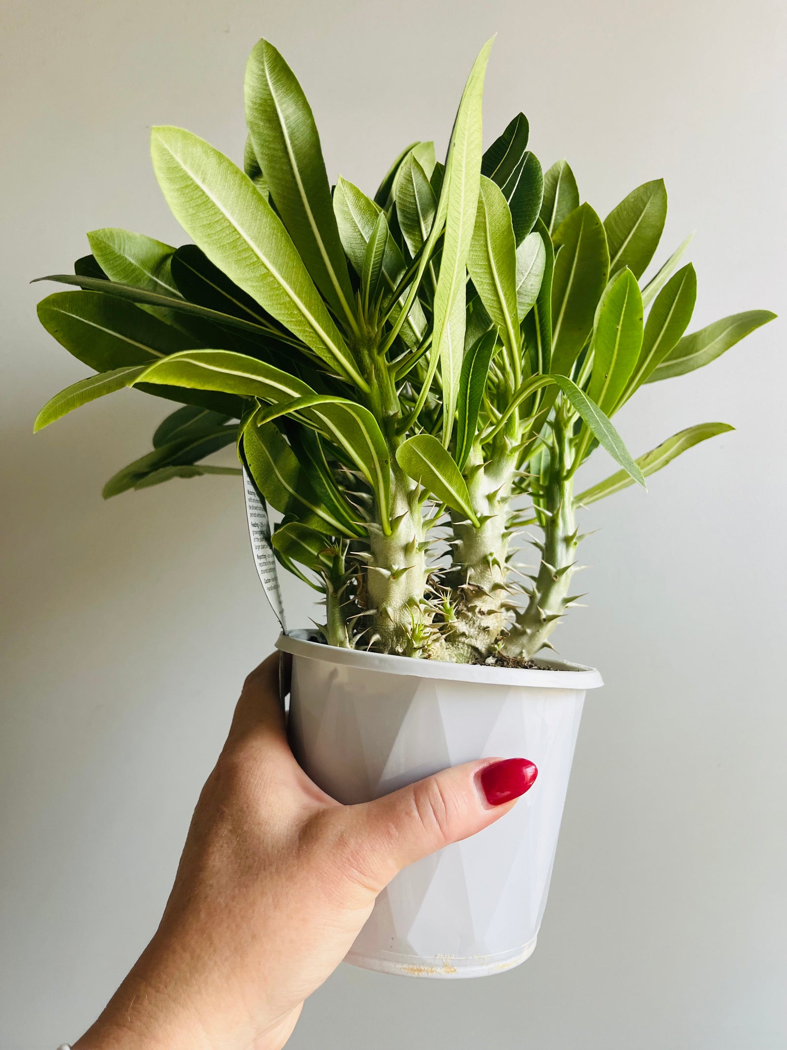 Pachypodium rosulatum