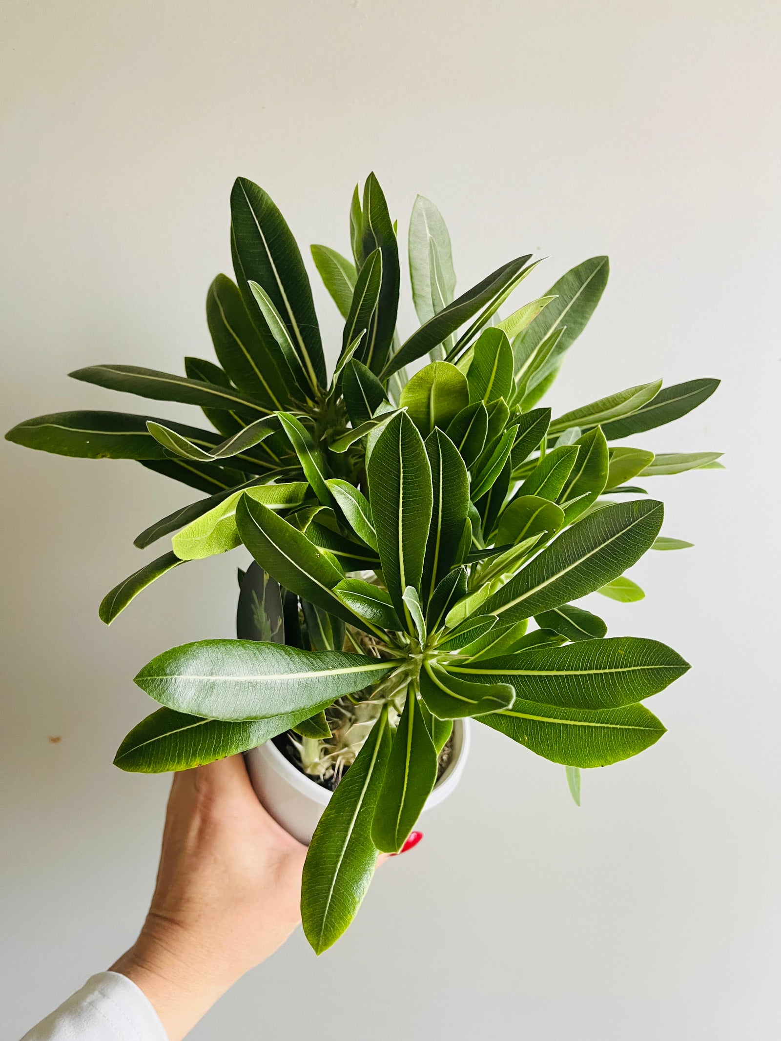 Pachypodium rosulatum