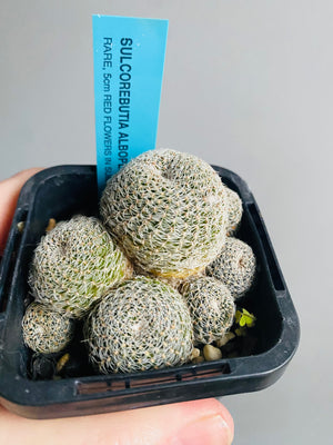 Sulcorebutia Albopectinata