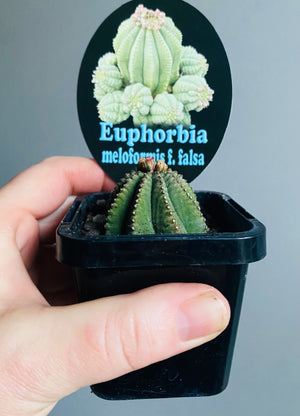 Euphorbia meloformis var. falsa