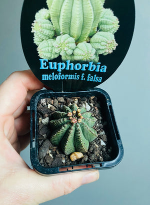 Euphorbia meloformis var. falsa