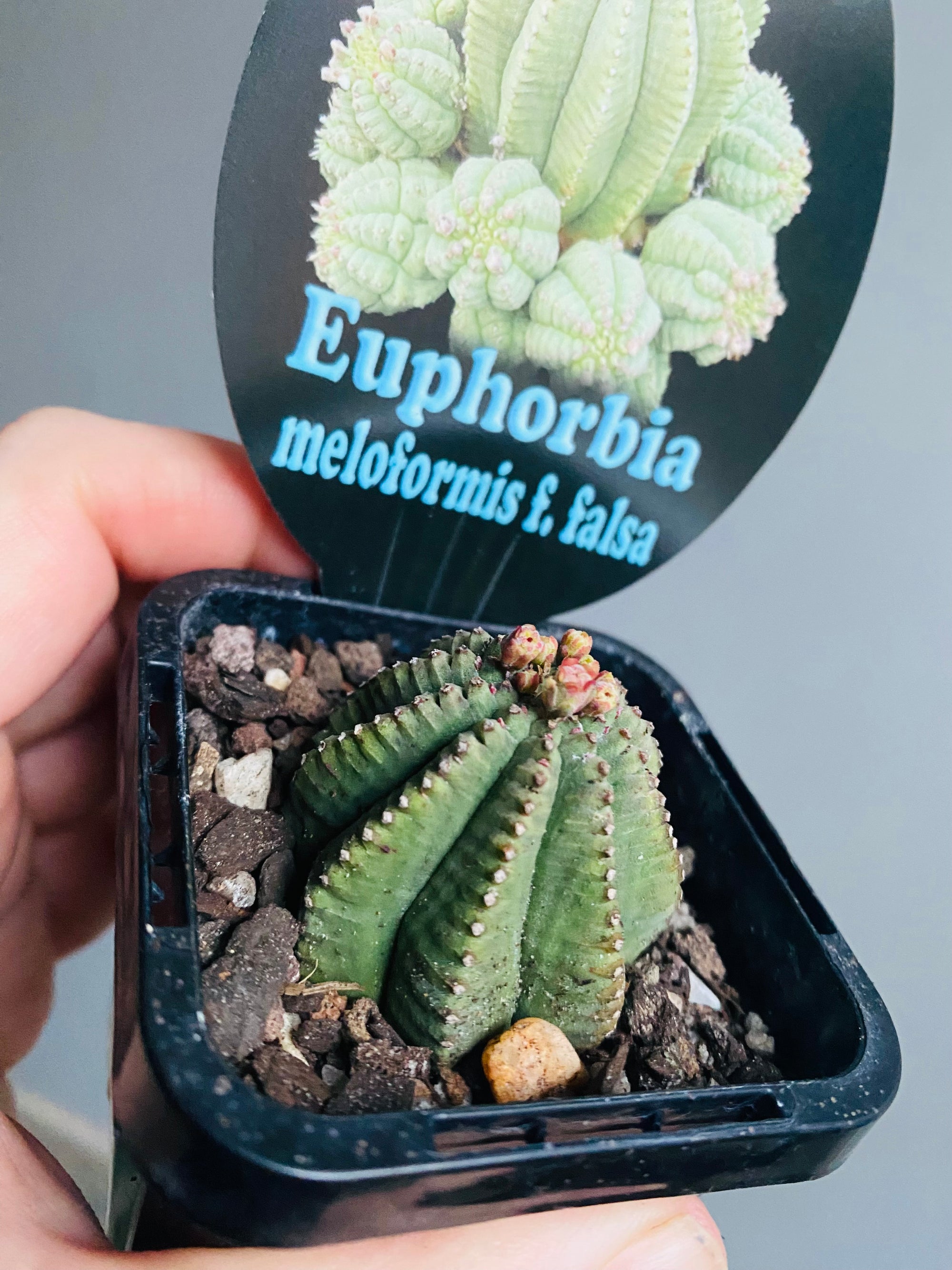 Euphorbia meloformis var. falsa