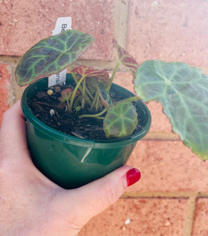 Begonia goegoensis