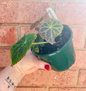 Begonia goegoensis